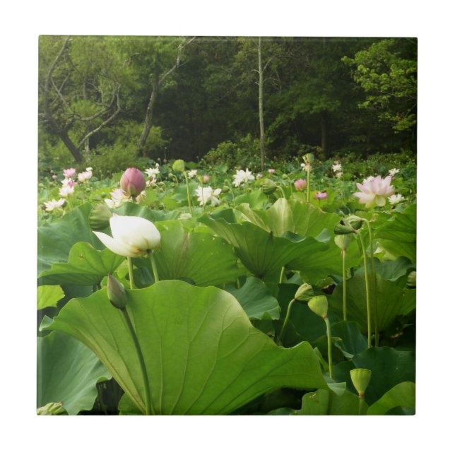 Field of Lotus Flowers Summer Garden Tile (Front)