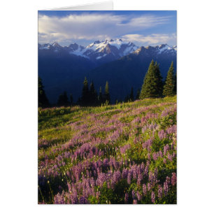 Field of lupine, Mt. Olympus, and clouds at