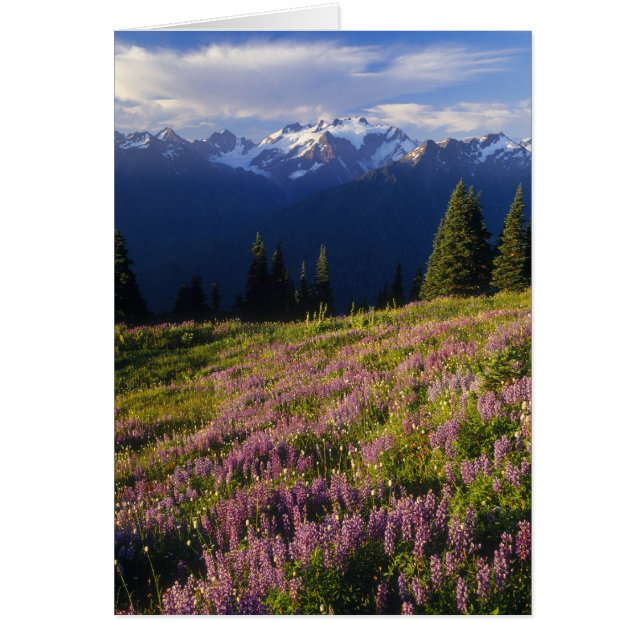 Field of lupine, Mt. Olympus, and clouds at (Front)