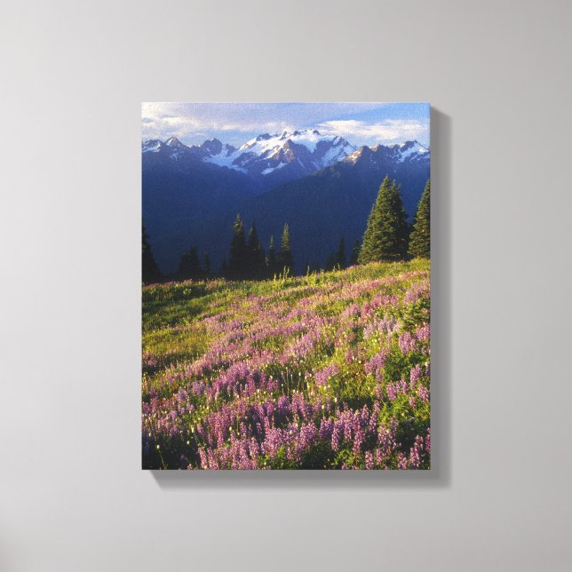 Field of lupine, Mt. Olympus, and clouds at Canvas Print (Front)
