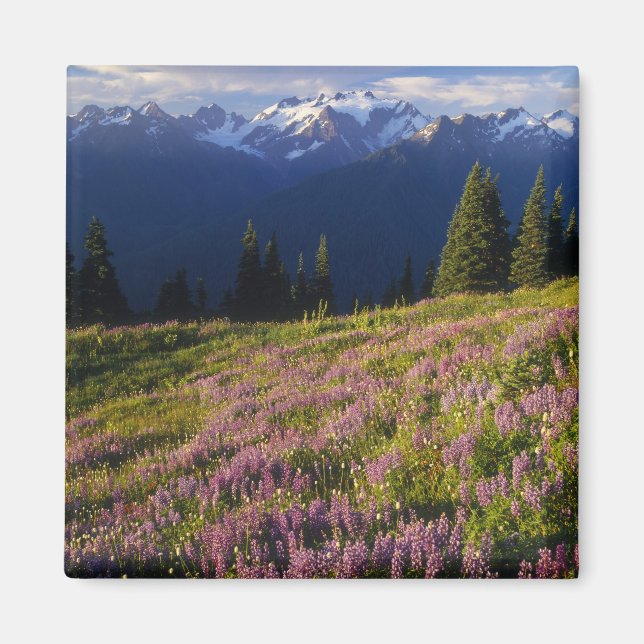 Field of lupine, Mt. Olympus, and clouds at Magnet (Front)