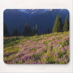 Field of lupine, Mt. Olympus, and clouds at Mouse Pad