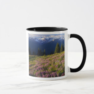 Field of lupine, Mt. Olympus, and clouds at Mug