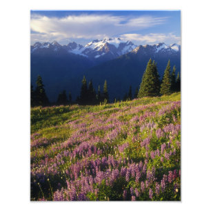 Field of lupine, Mt. Olympus, and clouds at Photo Print