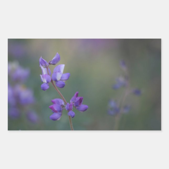 Field of Lupine Sticker (Front)