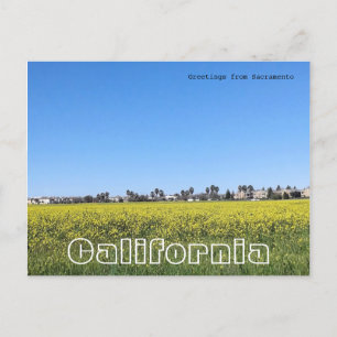 Field of mustard flowers postcard