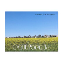 Field of mustard flowers