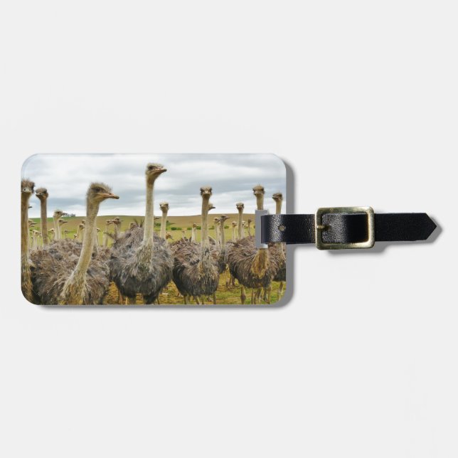 Field of Ostriches Luggage Tag (Front Horizontal)