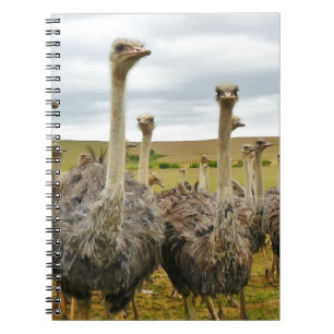 Field of Ostriches Notebook