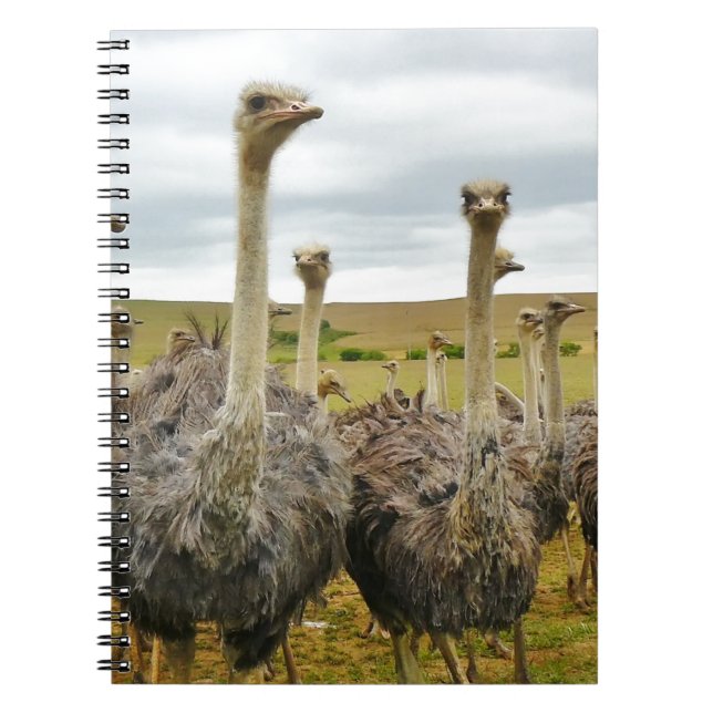 Field of Ostriches Notebook (Front)