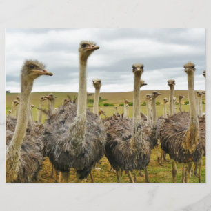 Field of Ostriches Paper