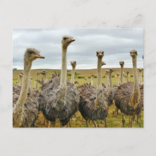 Field of Ostriches Postcard