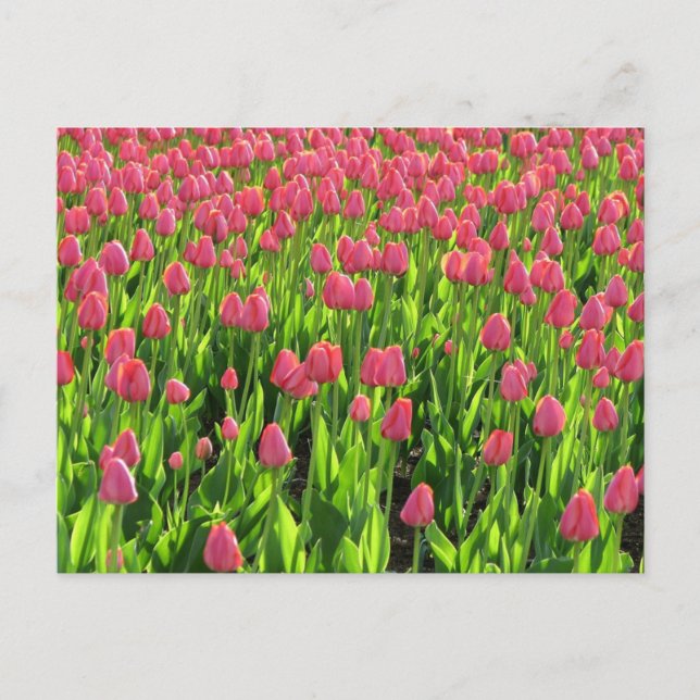 Field of Pink Tulips Postcard (Front)