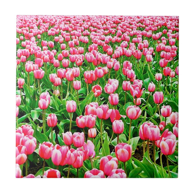 Field of Pink Tulips Tile (Front)