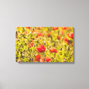 Field of poppies canvas print