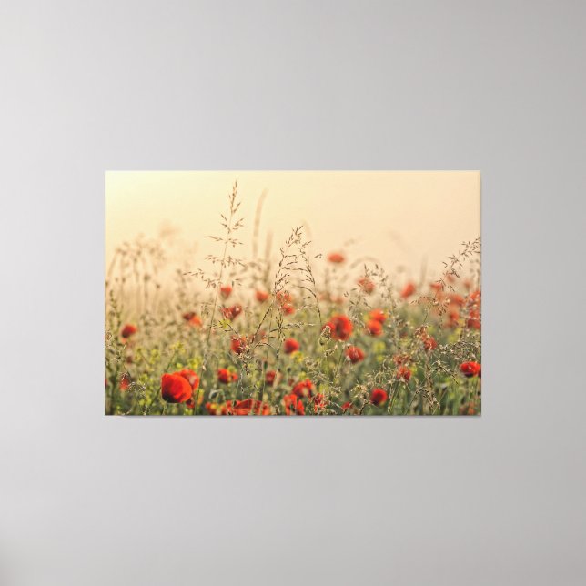 field of poppies early morning canvas print (Front)
