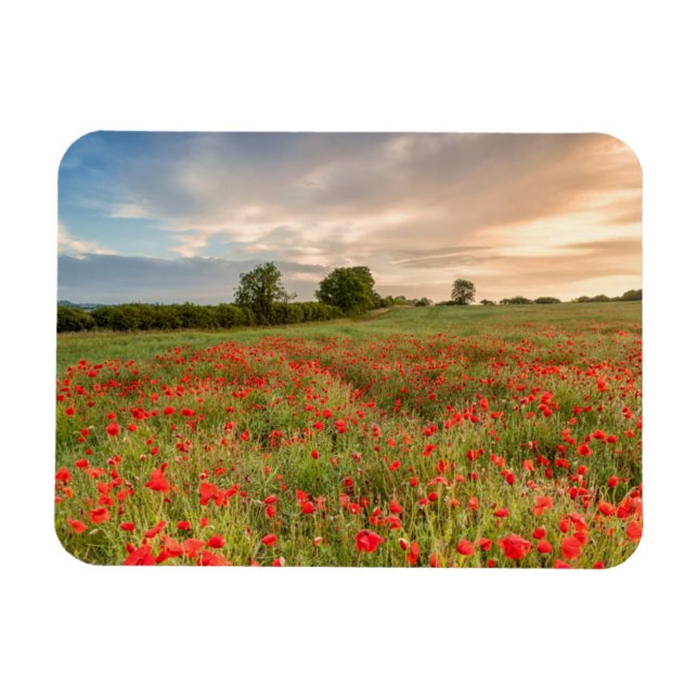 Field of Poppies Magnet (Horizontal)