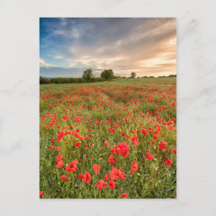 Field of Poppies Postcard