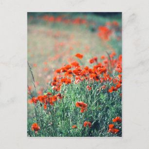 Field of Poppies   Postcard