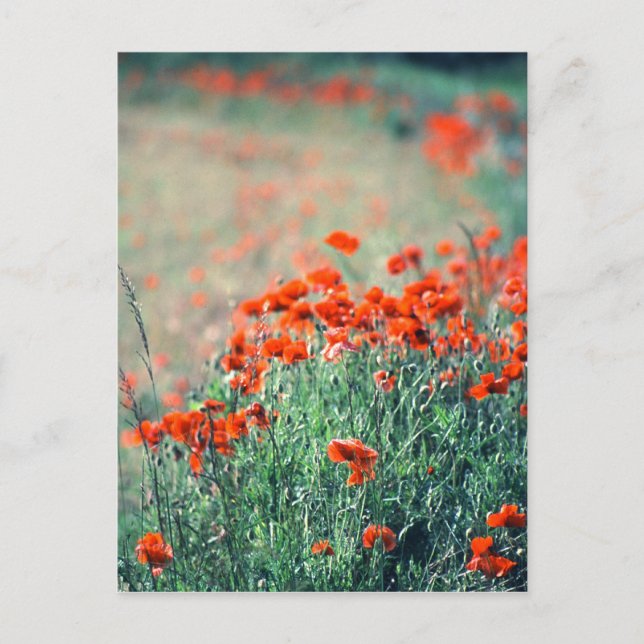 Field of Poppies | Postcard (Front)