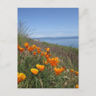 Field of Poppies Postcard