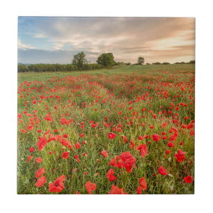 Field of Poppies Tile