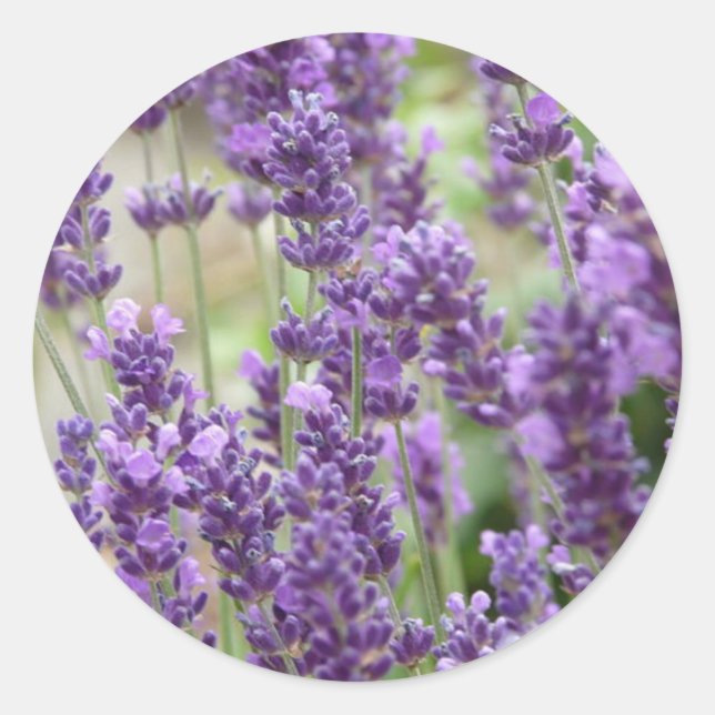 Field of Purple Lavender Flowers Classic Round Sticker (Front)