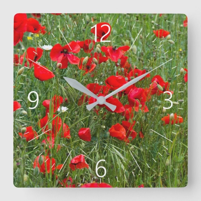 Field of red poppies square wall clock (Front)