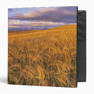 Field of Ripening Barley along the Rocky Binder