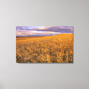 Field of Ripening Barley along the Rocky Canvas Print
