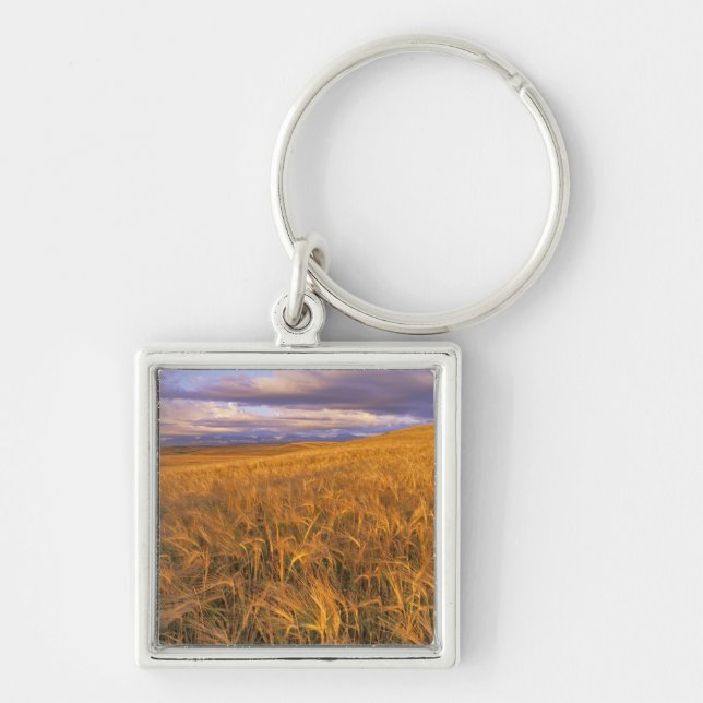 Field of Ripening Barley along the Rocky Keychain (Front)