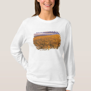 Field of Ripening Barley along the Rocky T-Shirt