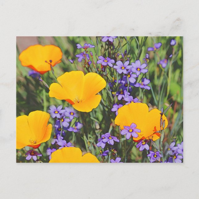 Field of Spring Flowers Postcard (Front)