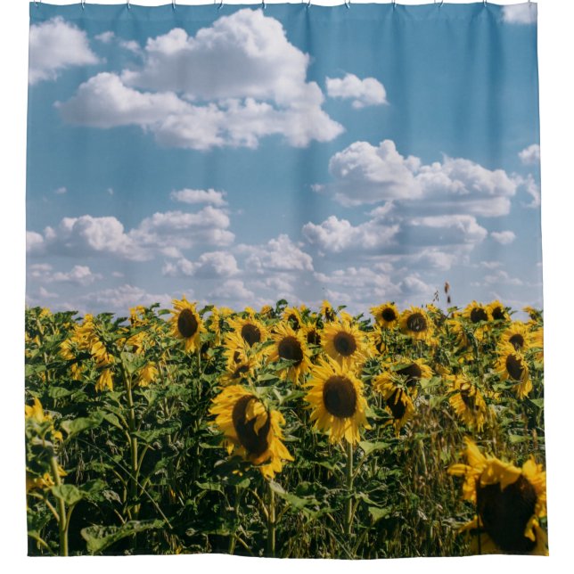 Field Of Sunflower Under Blue Sky With Clouds (Front)