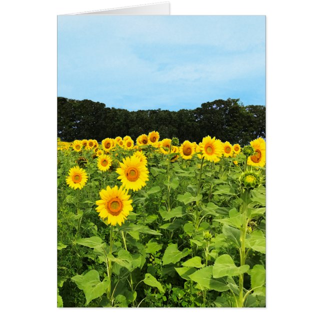 Field of Sunflowers (Front)