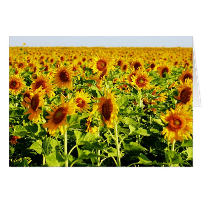 Field of Sunflowers (Front Horizontal)