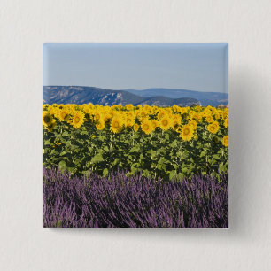 Field of sunflowers and lavender flowers, 2 inch square button