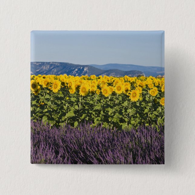 Field of sunflowers and lavender flowers, 2 inch square button (Front)