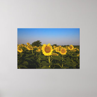 Field of Sunflowers Canvas Print