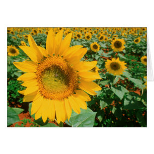 Field Of Sunflowers. Heidleberg District