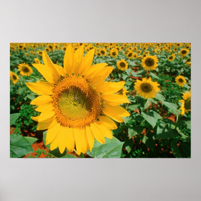 Field Of Sunflowers. Heidleberg District Poster (Front)
