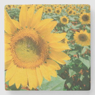 Field Of Sunflowers. Heidleberg District Stone Coaster
