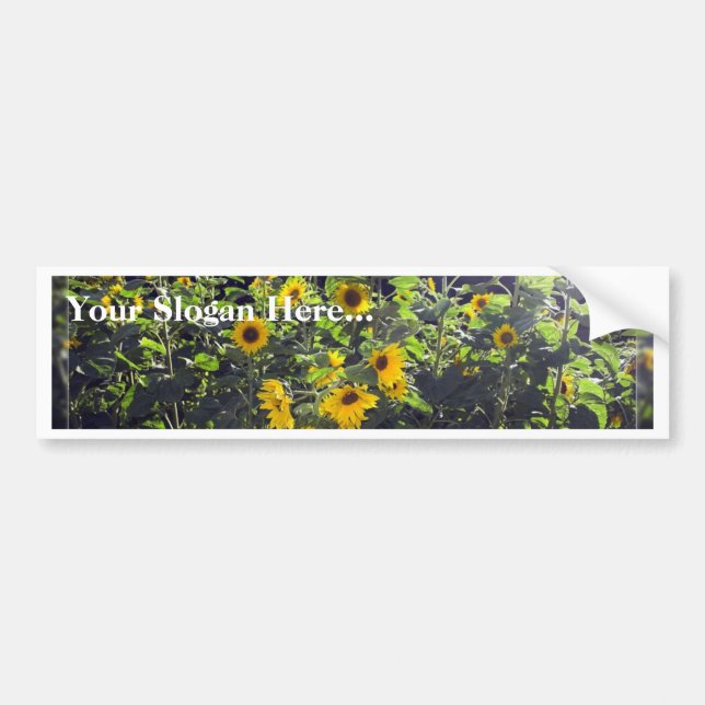 Field Of Sunflowers In Blossom Bumper Sticker (Front)