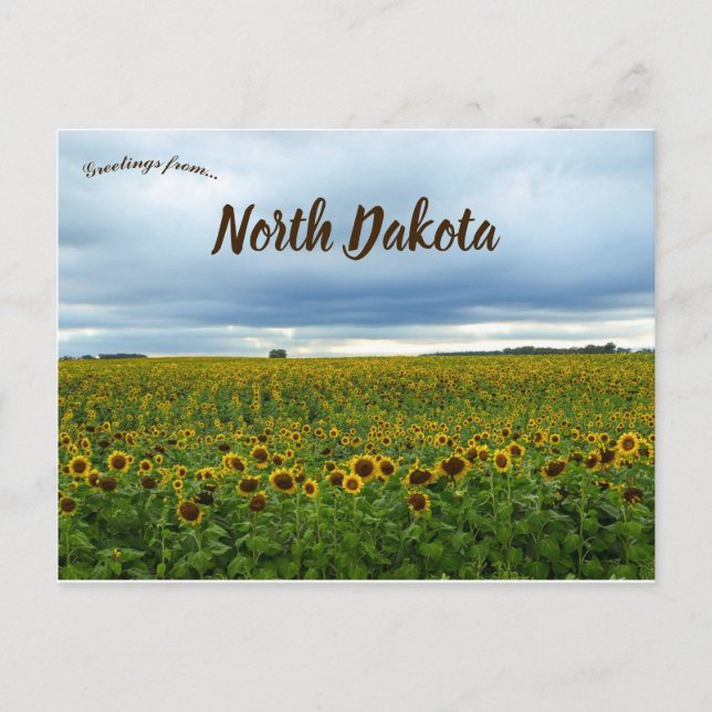 Field of Sunflowers in North Dakota USA Postcard (Front)