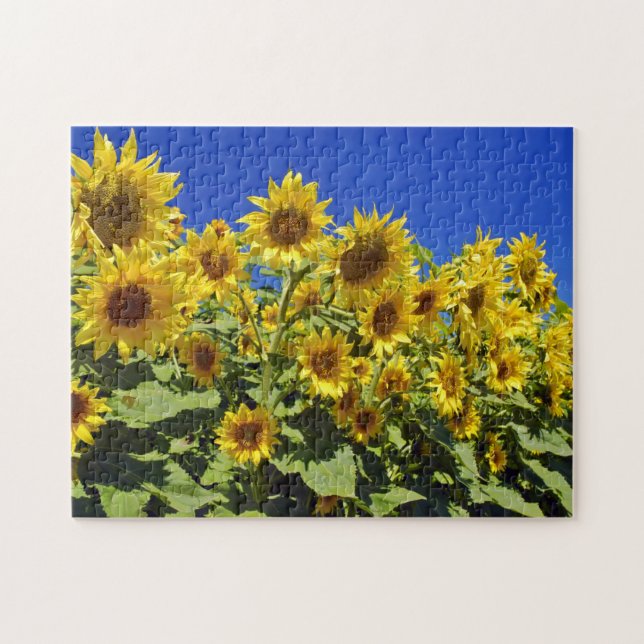 Field of Sunflowers Jigsaw Puzzle (Horizontal)