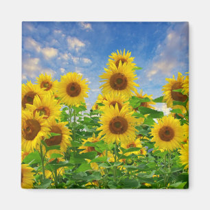 Field of Sunflowers Magnet