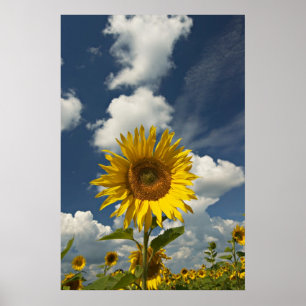 Field of Sunflowers Poster