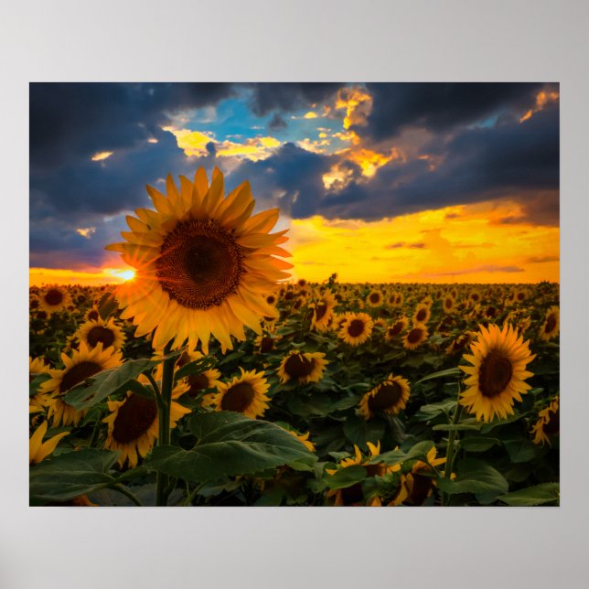 Field of Sunflowers Poster (Front)