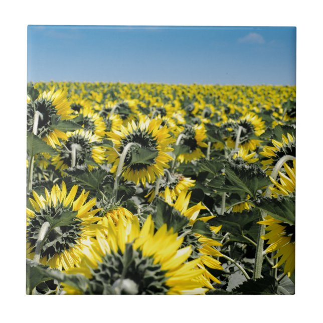 Field of Sunflowers Tile (Front)
