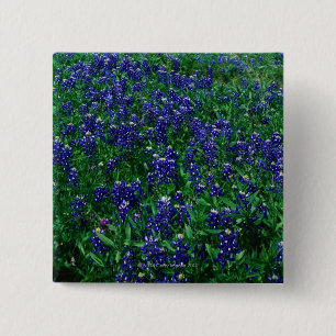 Field of Texas Bluebonnets 2 Inch Square Button